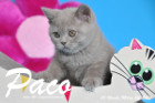 Paco ist 10 Wochen alt geworden ( 06.03.2016 )