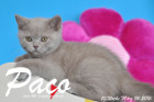 Paco ist 10 Wochen alt geworden ( 06.03.2016 )