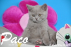 Paco ist 10 Wochen alt geworden ( 06.03.2016 )