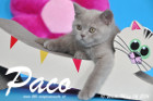 Paco ist 10 Wochen alt geworden ( 06.03.2016 )