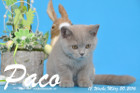 Paco ist 12 Wochen alt geworden ( 20.03.2016 )