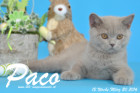 Paco ist 12 Wochen alt geworden ( 20.03.2016 )