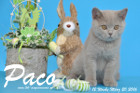Paco ist 12 Wochen alt geworden ( 20.03.2016 )