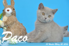Paco ist 12 Wochen alt geworden ( 20.03.2016 )