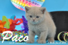 Paco ist 5 Wochen alt geworden ( 31.01.2016 )