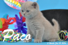Paco ist 5 Wochen alt geworden ( 31.01.2016 )