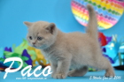 Paco ist 5 Wochen alt geworden ( 31.01.2016 )