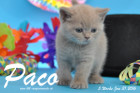 Paco ist 5 Wochen alt geworden ( 31.01.2016 )