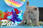 Paco ist 5 Wochen alt geworden ( 31.01.2016 )