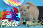 Paco ist 5 Wochen alt geworden ( 31.01.2016 )