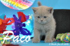 Paco ist 5 Wochen alt geworden ( 31.01.2016 )