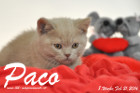 Paco ist 8 Wochen alt geworden ( 21.02.2016 )