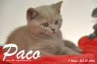 Paco ist 8 Wochen alt geworden ( 21.02.2016 )