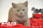 Paco ist 8 Wochen alt geworden ( 21.02.2016 )