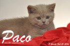 Paco ist 8 Wochen alt geworden ( 21.02.2016 )