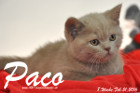 Paco ist 8 Wochen alt geworden ( 21.02.2016 )