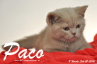 Paco ist 8 Wochen alt geworden ( 21.02.2016 )
