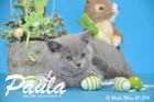 Paula ist 12 Wochen alt geworden ( 20.03.2016 )