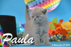 Paula ist 5 Wochen alt geworden ( 31.01 2016 )
