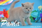 Paula ist 5 Wochen alt geworden ( 31.01 2016 )
