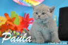 Paula ist 5 Wochen alt geworden ( 31.01 2016 )