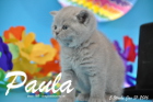 Paula ist 5 Wochen alt geworden ( 31.01 2016 )