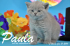 Paula ist 5 Wochen alt geworden ( 31.01 2016 )
