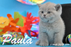 Paula ist 5 Wochen alt geworden ( 31.01 2016 )