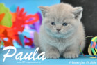 Paula ist 5 Wochen alt geworden ( 31.01 2016 )