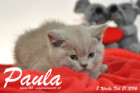 Paula ist 8 Wochen alt geworden ( 21.02.2016 )