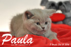 Paula ist 8 Wochen alt geworden ( 21.02.2016 )