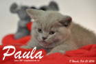 Paula ist 8 Wochen alt geworden ( 21.02.2016 )