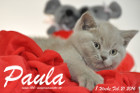 Paula ist 8 Wochen alt geworden ( 21.02.2016 )