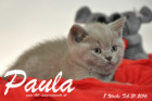 Paula ist 8 Wochen alt geworden ( 21.02.2016 )