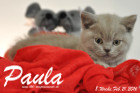 Paula ist 8 Wochen alt geworden ( 21.02.2016 )