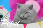 Pepsi ist 10 Wochen alt geworden ( 06.03.2016 )
