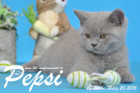 Pepsi ist 12 Wochen alt geworden ( 20.03.2016 )