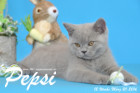 Pepsi ist 12 Wochen alt geworden ( 20.03.2016 )