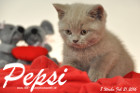 Pepsi ist 8 Wochen alt geworden ( 21.02.2016 )