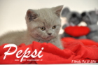 Pepsi ist 8 Wochen alt geworden ( 21.02.2016 )