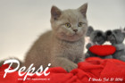 Pepsi ist 8 Wochen alt geworden ( 21.02.2016 )