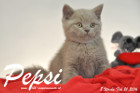 Pepsi ist 8 Wochen alt geworden ( 21.02.2016 )