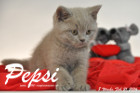 Pepsi ist 8 Wochen alt geworden ( 21.02.2016 )