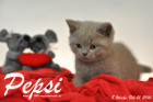 Pepsi ist 8 Wochen alt geworden ( 21.02.2016 )