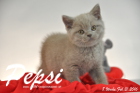 Pepsi ist 8 Wochen alt geworden ( 21.02.2016 )