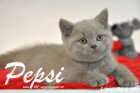 Pepsi ist 8 Wochen alt geworden ( 21.02.2016 )