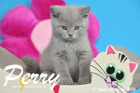 Perry ist 10 Wochen alt geworden ( 06.03.2016 )