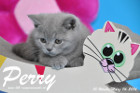 Perry ist 10 Wochen alt geworden ( 06.03.2016 )