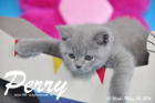 Perry ist 10 Wochen alt geworden ( 06.03.2016 )