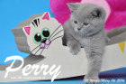 Perry ist 10 Wochen alt geworden ( 06.03.2016 )